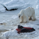 Illustration for article titled Unprecedented Photos Show A Polar Bear Eating Dolphins